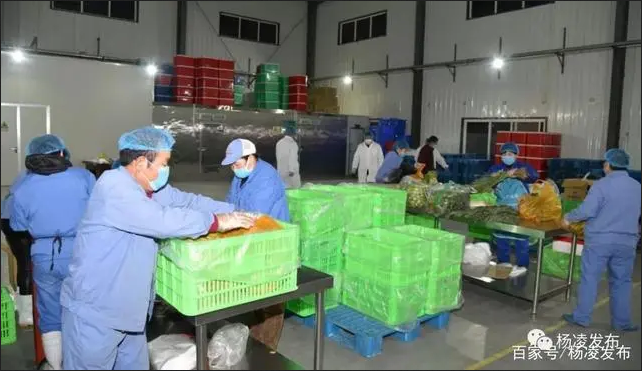 戰疫情 楊凌在行動｜蔬菜“動起來” 群眾少跑腿